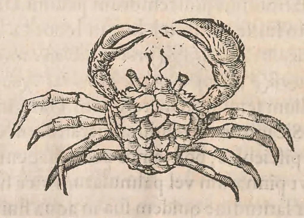 An illustration from Gulielmi Rondeletii doctoris Medici et medicinae ... Libri de piscibus marinis : in quibus veræ piscium effigies expressae sunt : quæ in tota piscium historia continentur, indicat elenchus pagina nona et decima : postremo accesserunt indices necessarij, 1554, leaf 586