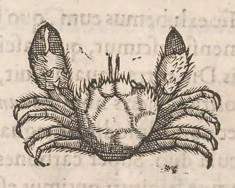 An illustration from Gulielmi Rondeletii doctoris Medici et medicinae ... Libri de piscibus marinis : in quibus veræ piscium effigies expressae sunt : quæ in tota piscium historia continentur, indicat elenchus pagina nona et decima : postremo accesserunt indices necessarij, 1554, leaf 588