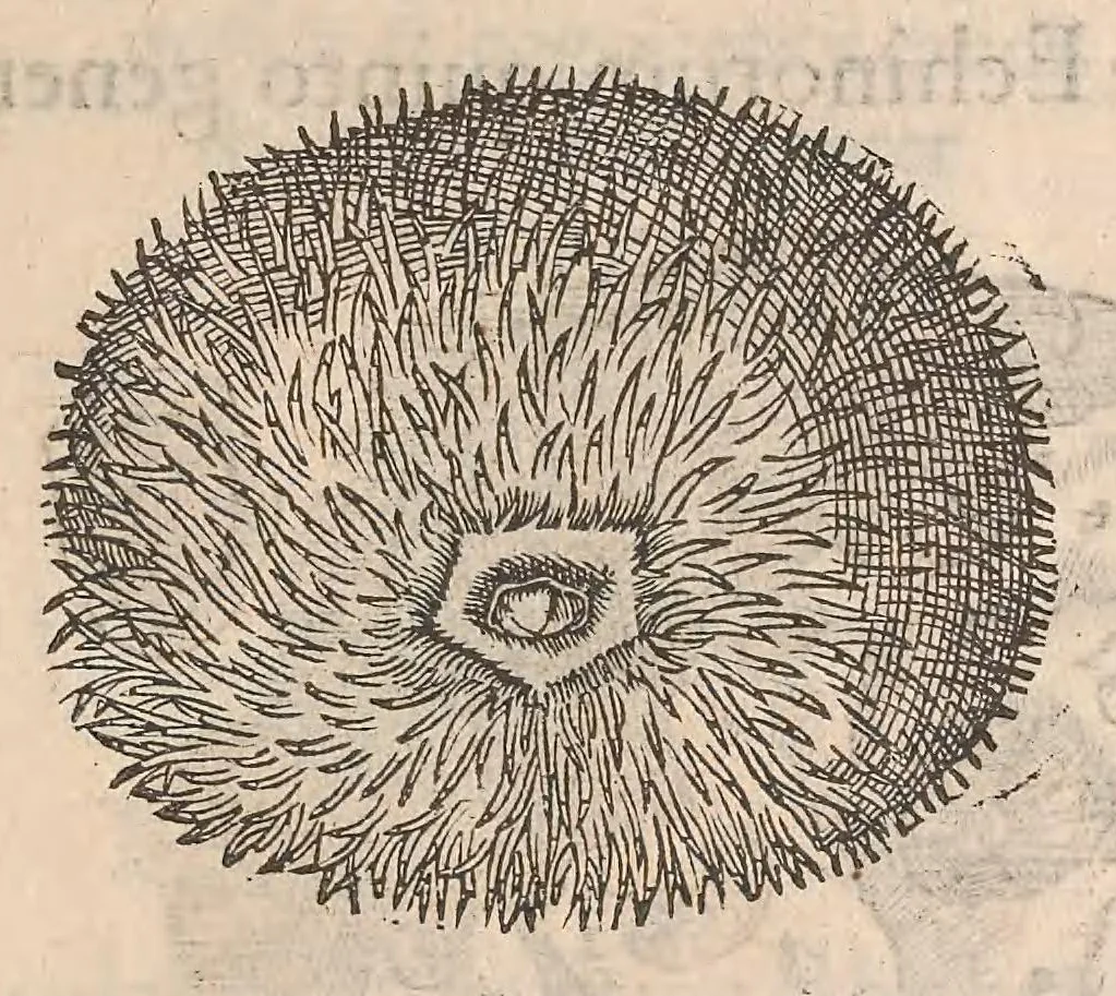 An illustration from Gulielmi Rondeletii doctoris Medici et medicinae ... Libri de piscibus marinis : in quibus veræ piscium effigies expressae sunt : quæ in tota piscium historia continentur, indicat elenchus pagina nona et decima : postremo accesserunt indices necessarij, 1554, leaf 601