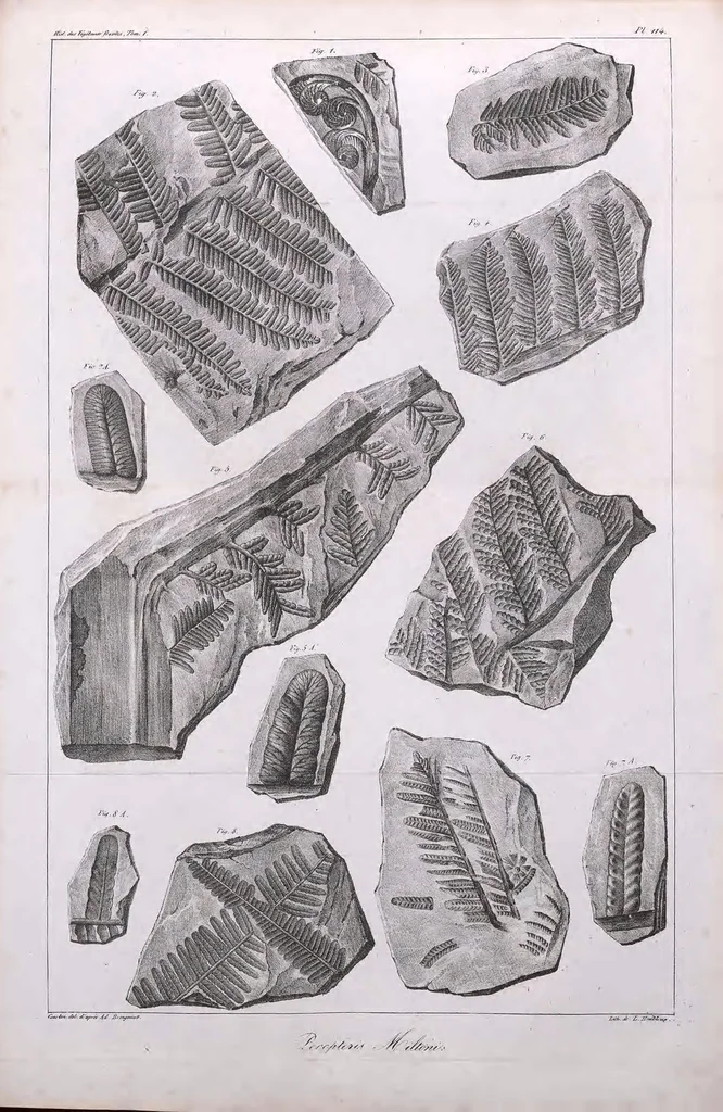 An illustration from Histoire des végétaux fossiles, ou, Recherches botaniques et géologiques sur les végétaux renfermés dans les diverses couches du globe, 1828, leaf 329
