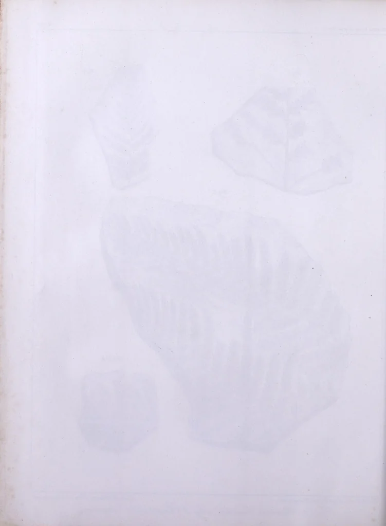 An illustration from Histoire des végétaux fossiles, ou, Recherches botaniques et géologiques sur les végétaux renfermés dans les diverses couches du globe, 1828, leaf 340
