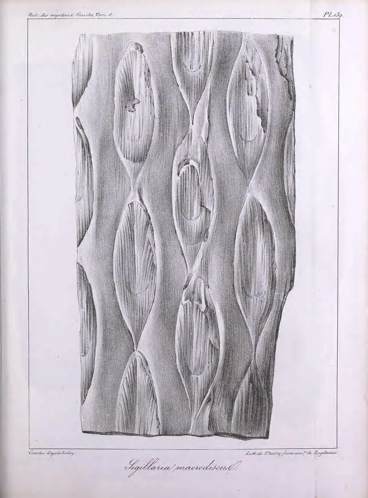 An illustration from Histoire des végétaux fossiles, ou, Recherches botaniques et géologiques sur les végétaux renfermés dans les diverses couches du globe, 1828, leaf 379