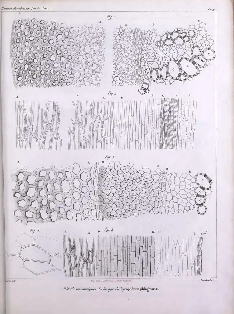 An illustration from Histoire des végétaux fossiles, ou, Recherches botaniques et géologiques sur les végétaux renfermés dans les diverses couches du globe, 1828, leaf 451