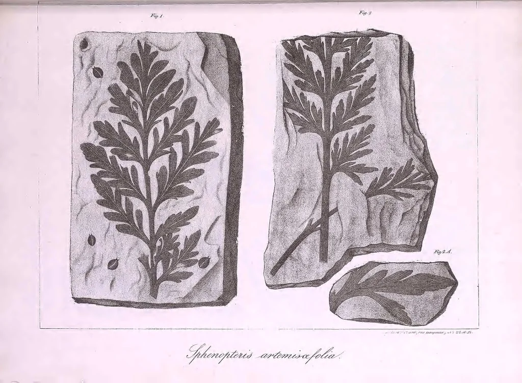 An illustration from Histoire des végétaux fossiles, ou, Recherches botaniques et géologiques sur les végétaux renfermés dans les diverses couches du globe, 1828, leaf 415