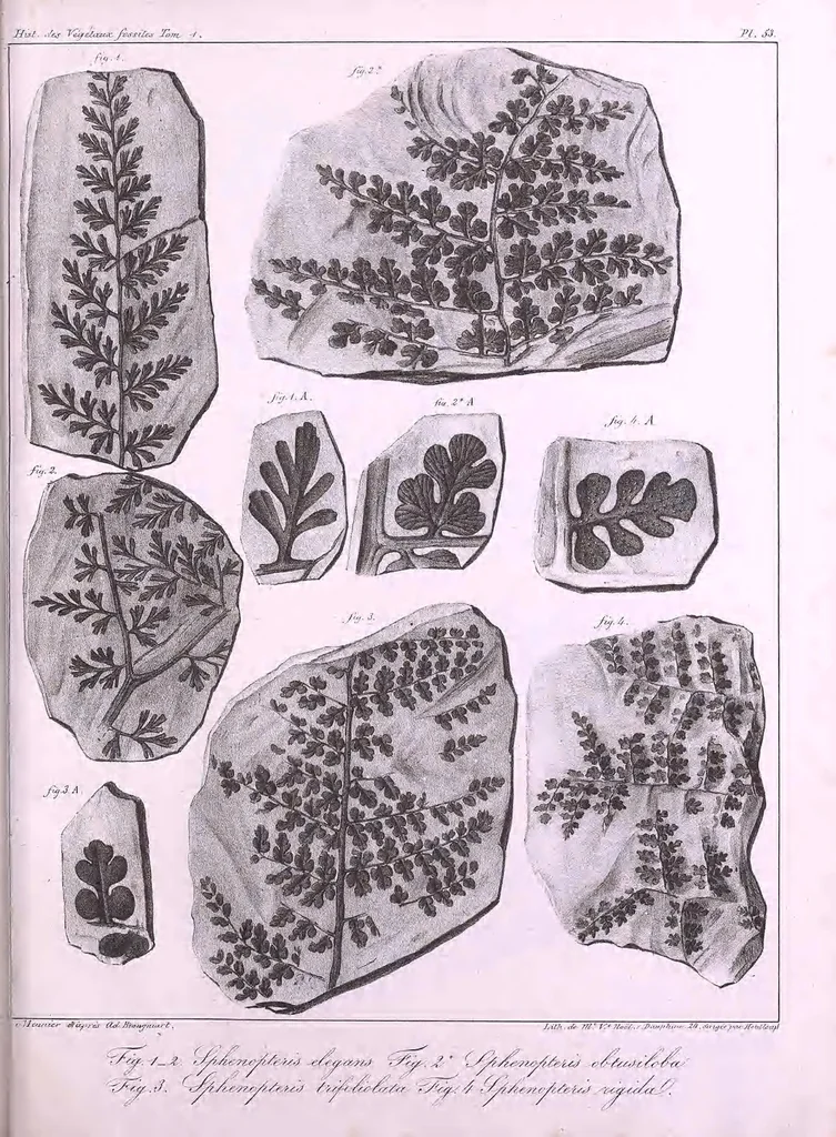 An illustration from Histoire des végétaux fossiles, ou, Recherches botaniques et géologiques sur les végétaux renfermés dans les diverses couches du globe, 1828, leaf 427