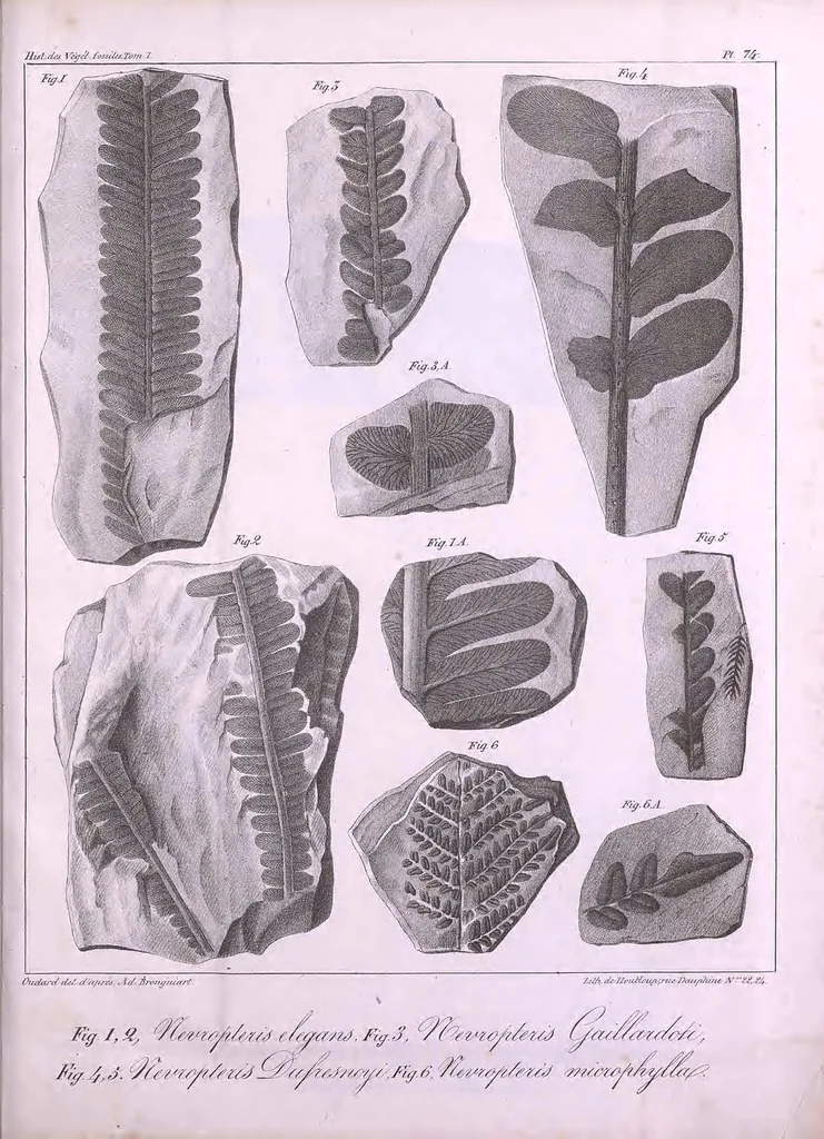 An illustration from Histoire des végétaux fossiles, ou, Recherches botaniques et géologiques sur les végétaux renfermés dans les diverses couches du globe, 1828, leaf 471