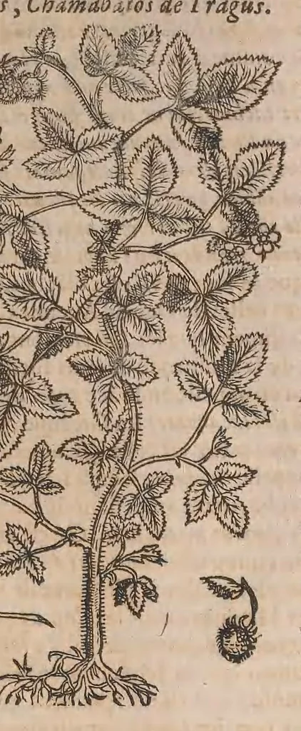An illustration from Histoire generale des plantes : contenant XVIII livres egalement de partis en deux tomes, 1653, leaf 113