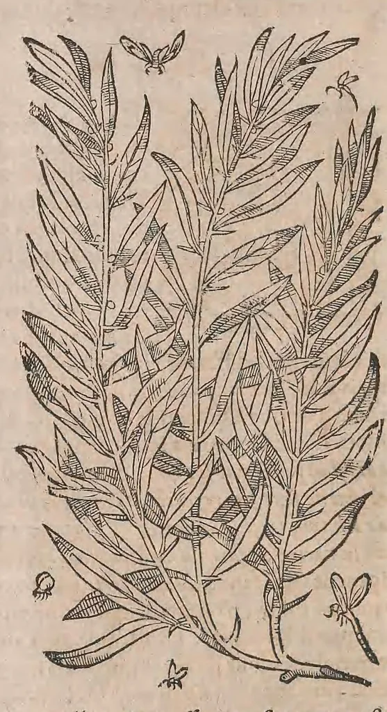 An illustration from Histoire generale des plantes : contenant XVIII livres egalement de partis en deux tomes, 1653, leaf 128