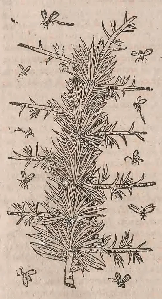 An illustration from Histoire generale des plantes : contenant XVIII livres egalement de partis en deux tomes, 1653, leaf 128