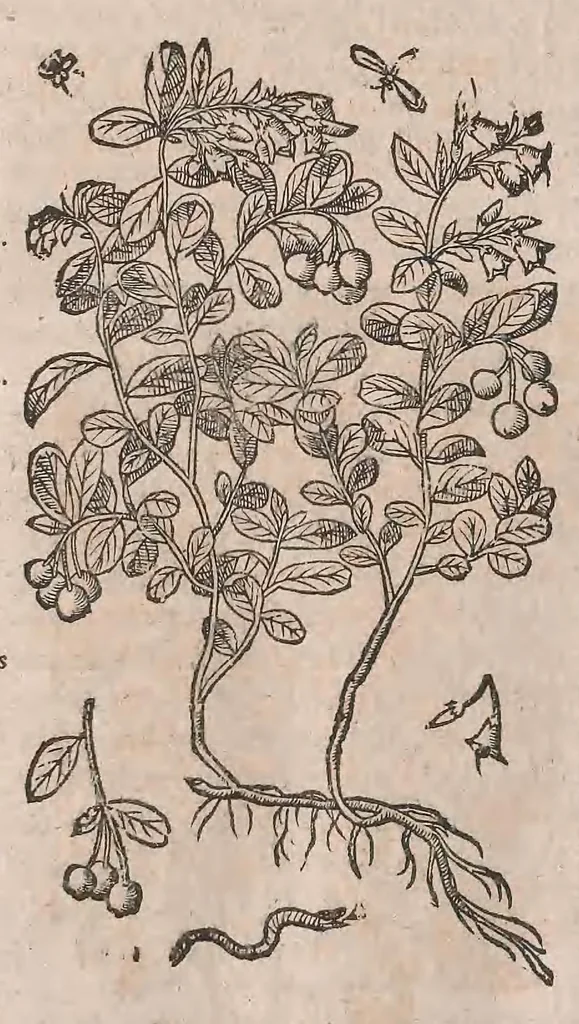 An illustration from Histoire generale des plantes : contenant XVIII livres egalement de partis en deux tomes, 1653, leaf 174