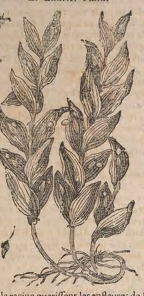 An illustration from Histoire generale des plantes : contenant XVIII livres egalement de partis en deux tomes, 1653, leaf 185