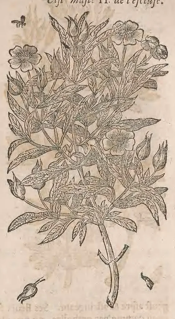 An illustration from Histoire generale des plantes : contenant XVIII livres egalement de partis en deux tomes, 1653, leaf 201