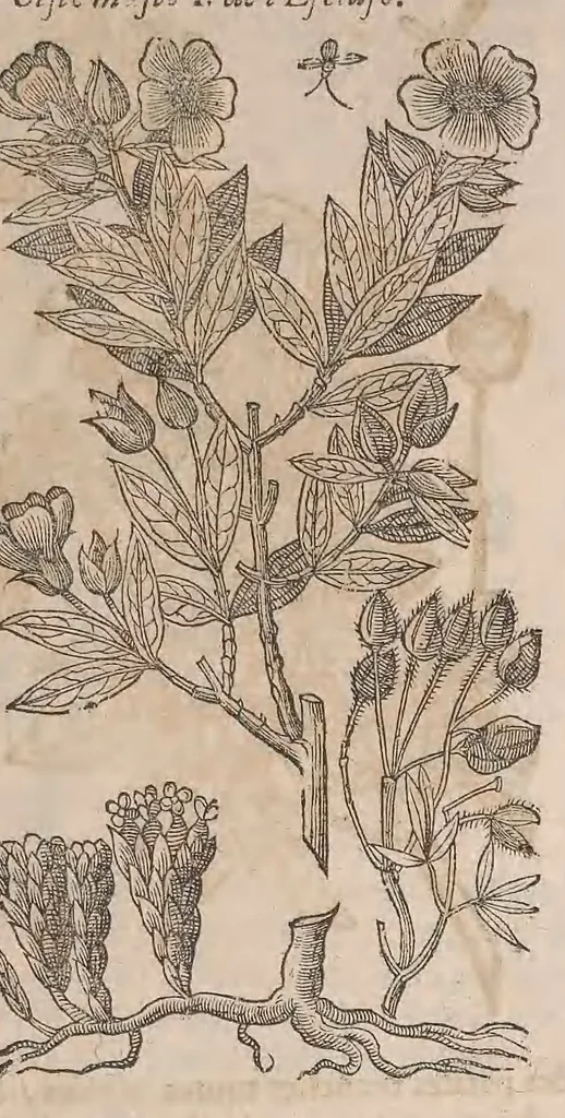 An illustration from Histoire generale des plantes : contenant XVIII livres egalement de partis en deux tomes, 1653, leaf 201
