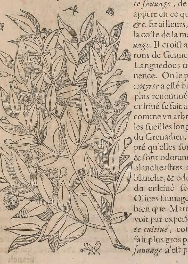 An illustration from Histoire generale des plantes : contenant XVIII livres egalement de partis en deux tomes, 1653, leaf 211