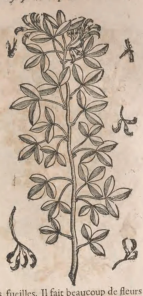 An illustration from Histoire generale des plantes : contenant XVIII livres egalement de partis en deux tomes, 1653, leaf 231