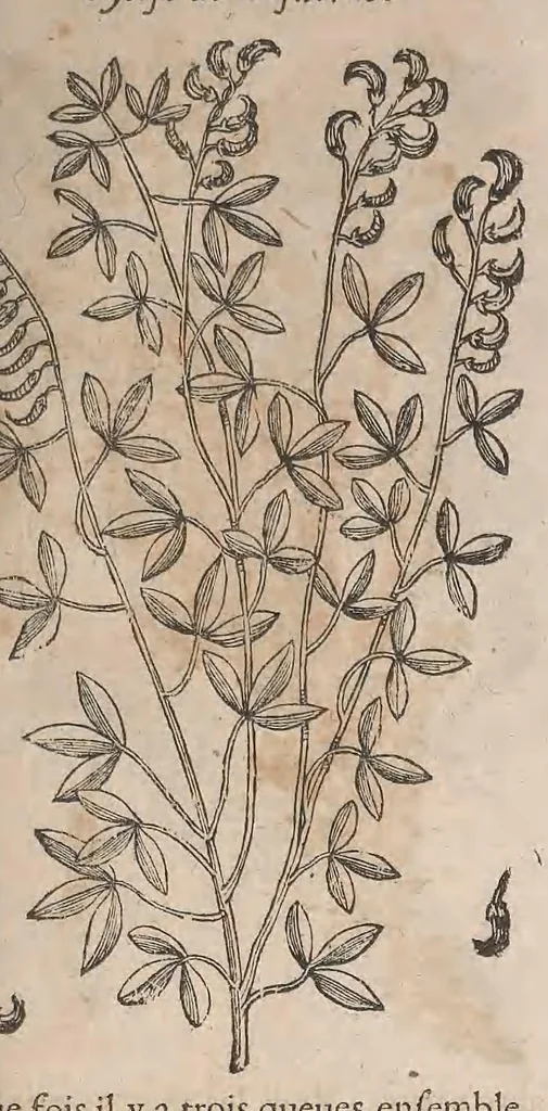 An illustration from Histoire generale des plantes : contenant XVIII livres egalement de partis en deux tomes, 1653, leaf 231