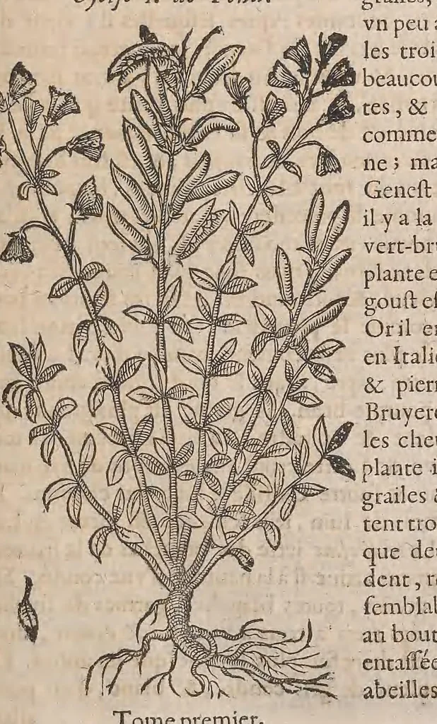 An illustration from Histoire generale des plantes : contenant XVIII livres egalement de partis en deux tomes, 1653, leaf 231