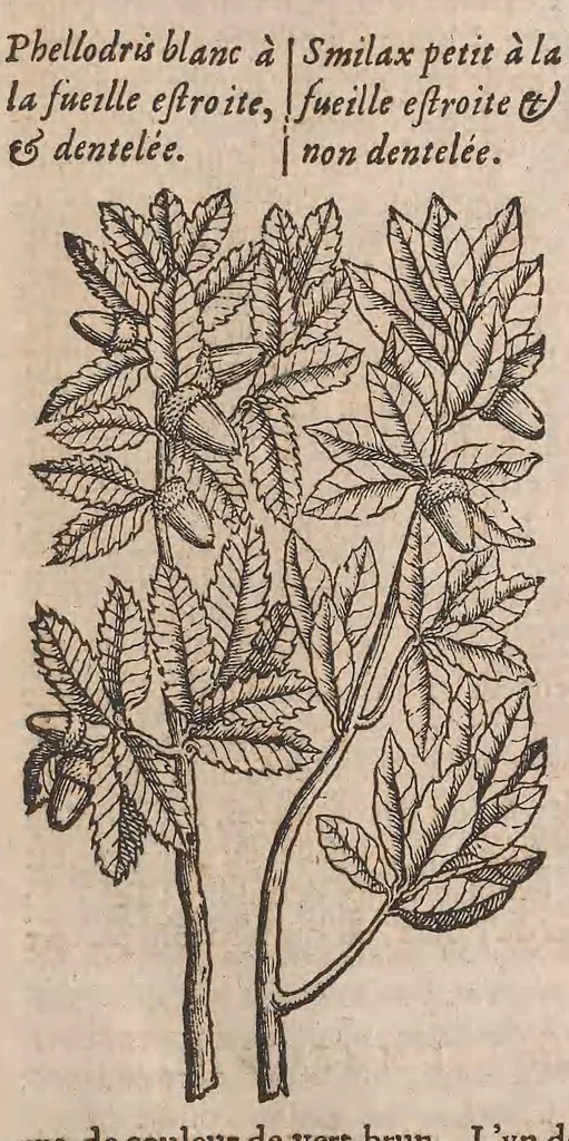 An illustration from Histoire generale des plantes : contenant XVIII livres egalement de partis en deux tomes, 1653, leaf 33