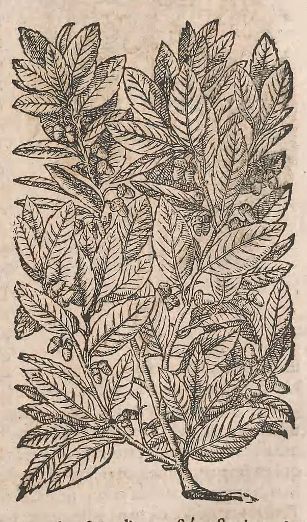 An illustration from Histoire generale des plantes : contenant XVIII livres egalement de partis en deux tomes, 1653, leaf 33