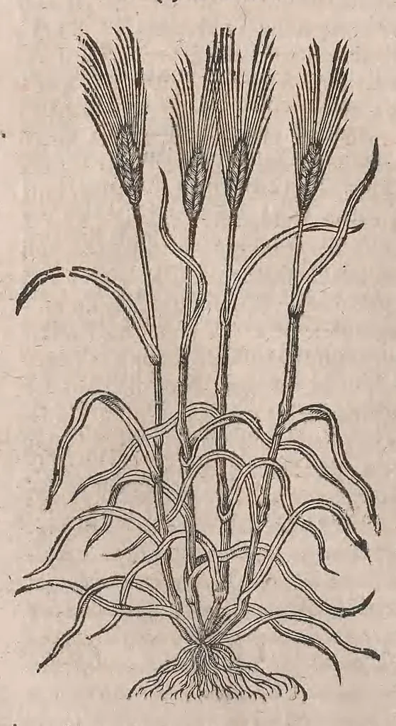 An illustration from Histoire generale des plantes : contenant XVIII livres egalement de partis en deux tomes, 1653, leaf 342