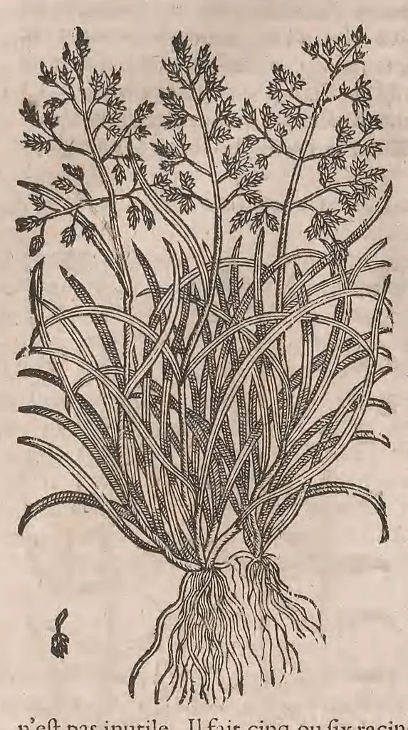 An illustration from Histoire generale des plantes : contenant XVIII livres egalement de partis en deux tomes, 1653, leaf 366