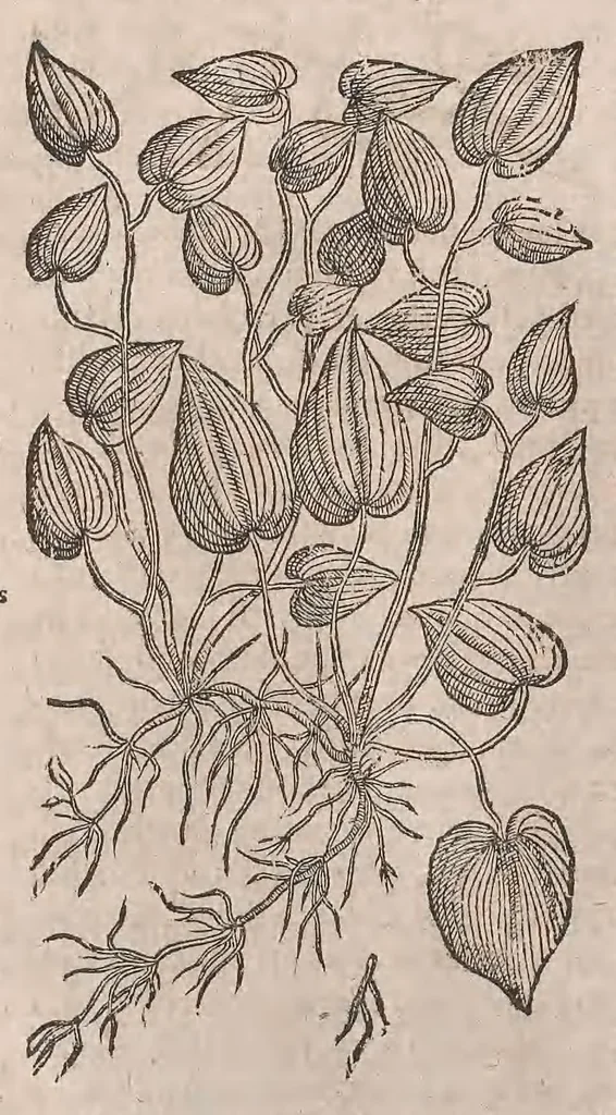 An illustration from Histoire generale des plantes : contenant XVIII livres egalement de partis en deux tomes, 1653, leaf 366