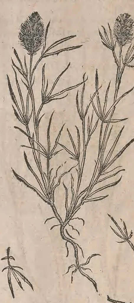 An illustration from Histoire generale des plantes : contenant XVIII livres egalement de partis en deux tomes, 1653, leaf 374