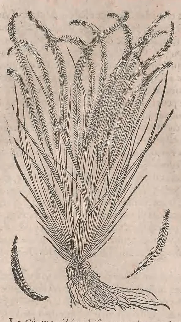 An illustration from Histoire generale des plantes : contenant XVIII livres egalement de partis en deux tomes, 1653, leaf 374