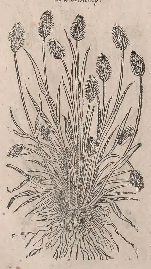 An illustration from Histoire generale des plantes : contenant XVIII livres egalement de partis en deux tomes, 1653, leaf 374