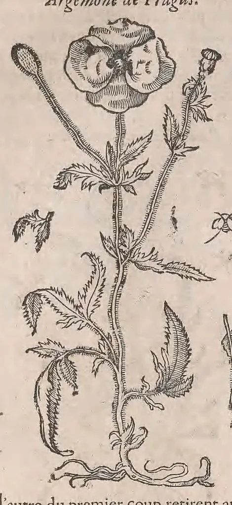 An illustration from Histoire generale des plantes : contenant XVIII livres egalement de partis en deux tomes, 1653, leaf 382