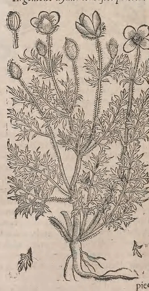 An illustration from Histoire generale des plantes : contenant XVIII livres egalement de partis en deux tomes, 1653, leaf 382