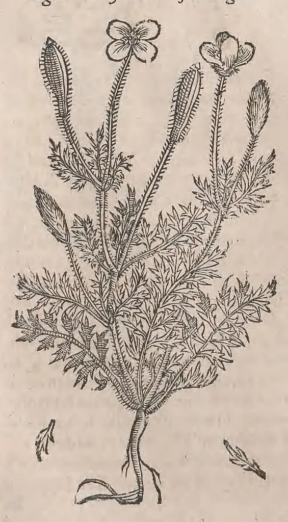 An illustration from Histoire generale des plantes : contenant XVIII livres egalement de partis en deux tomes, 1653, leaf 382