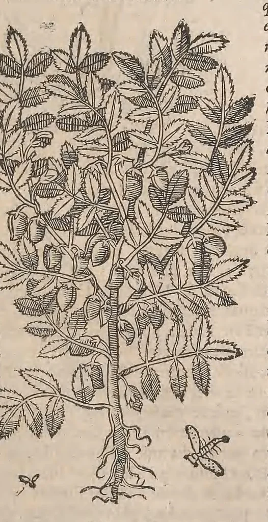 An illustration from Histoire generale des plantes : contenant XVIII livres egalement de partis en deux tomes, 1653, leaf 399