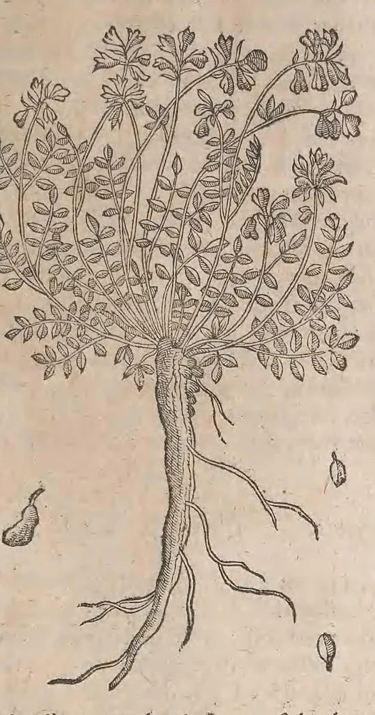 An illustration from Histoire generale des plantes : contenant XVIII livres egalement de partis en deux tomes, 1653, leaf 423