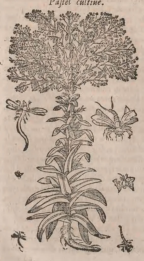 An illustration from Histoire generale des plantes : contenant XVIII livres egalement de partis en deux tomes, 1653, leaf 432