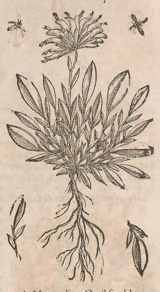 An illustration from Histoire generale des plantes : contenant XVIII livres egalement de partis en deux tomes, 1653, leaf 441