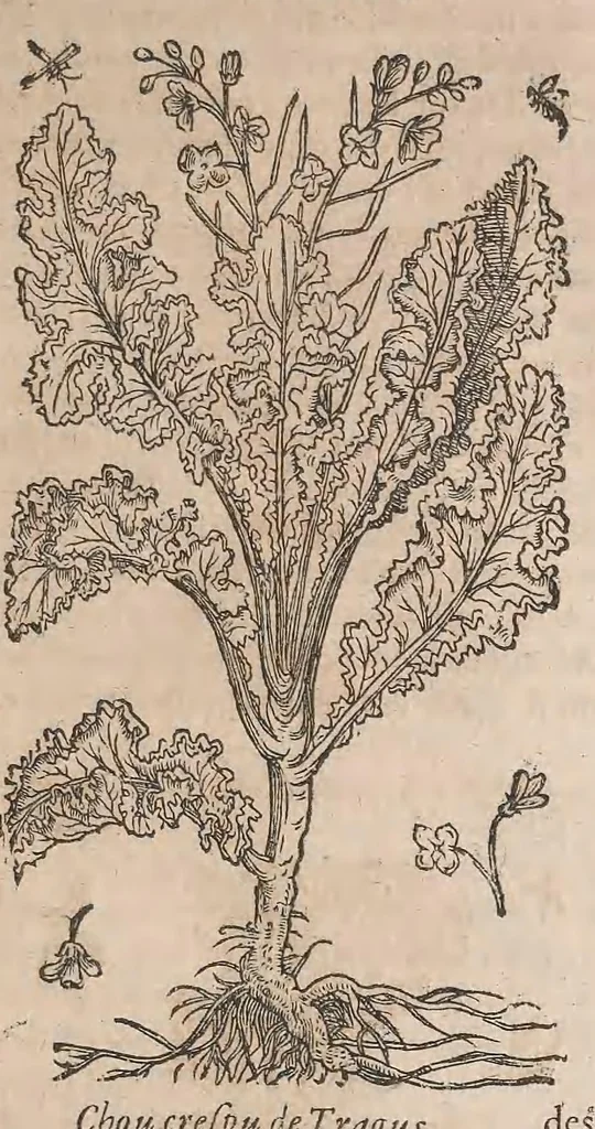 An illustration from Histoire generale des plantes : contenant XVIII livres egalement de partis en deux tomes, 1653, leaf 453