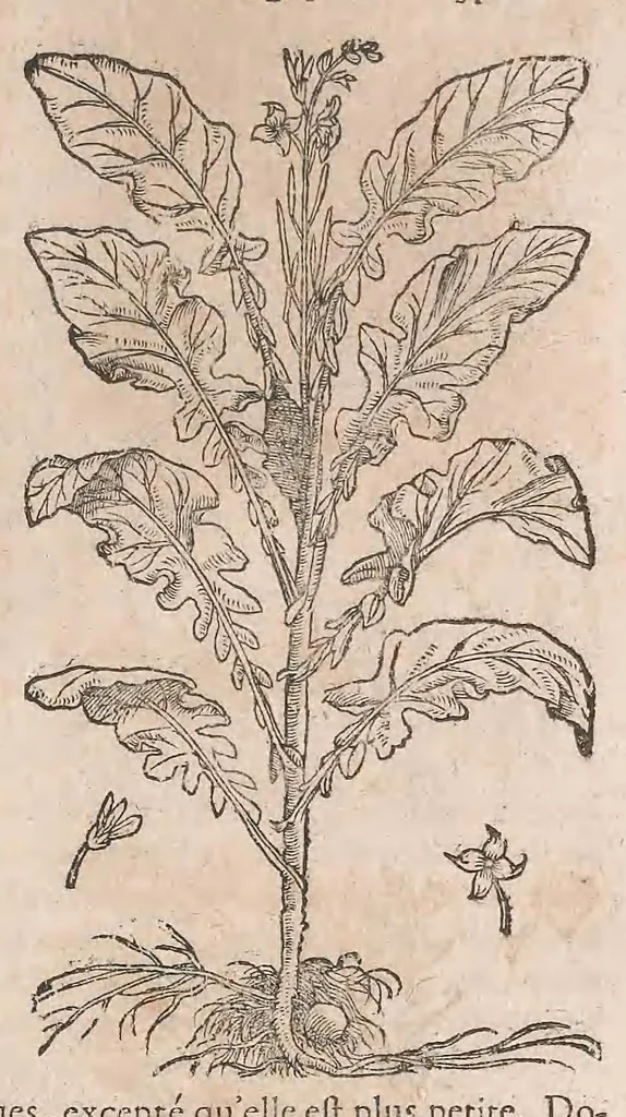 An illustration from Histoire generale des plantes : contenant XVIII livres egalement de partis en deux tomes, 1653, leaf 453