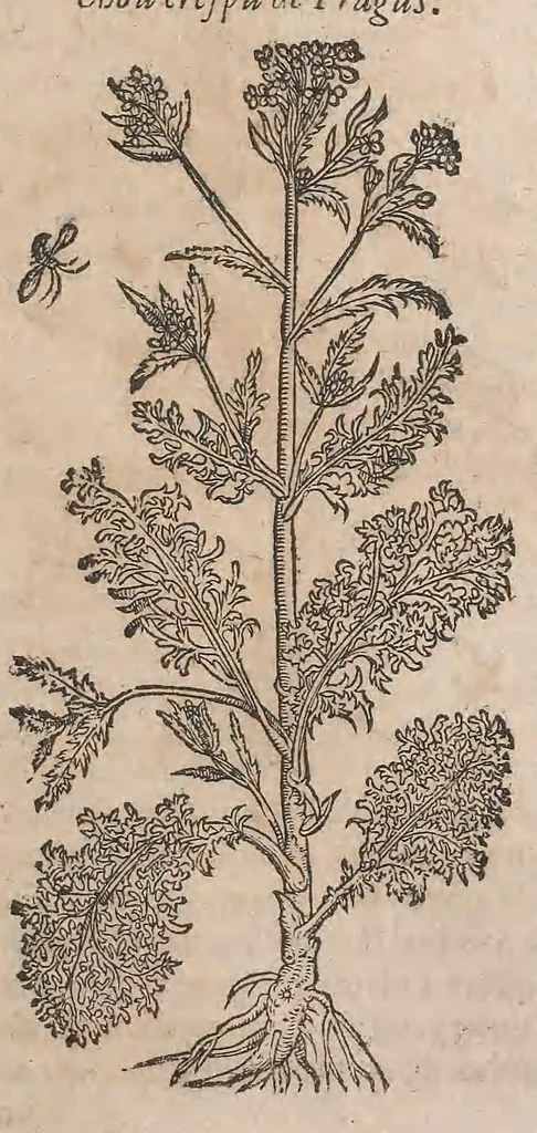 An illustration from Histoire generale des plantes : contenant XVIII livres egalement de partis en deux tomes, 1653, leaf 453