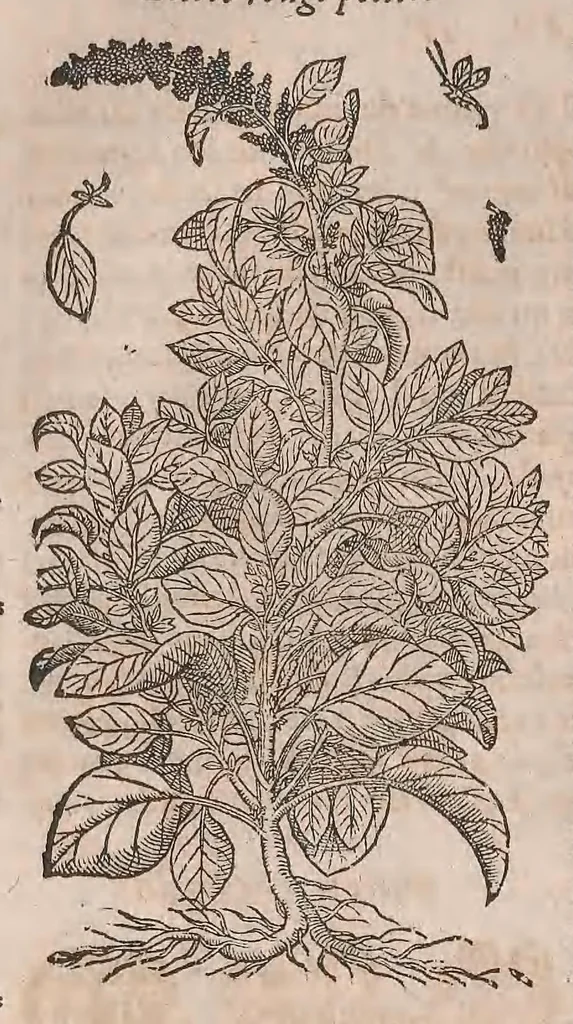 An illustration from Histoire generale des plantes : contenant XVIII livres egalement de partis en deux tomes, 1653, leaf 466