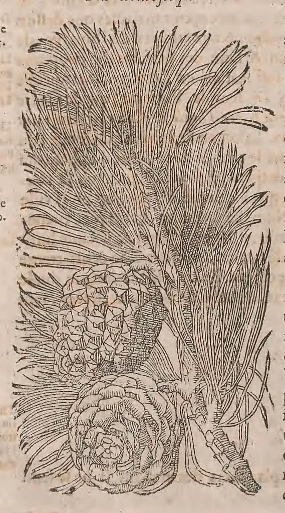 An illustration from Histoire generale des plantes : contenant XVIII livres egalement de partis en deux tomes, 1653, leaf 48