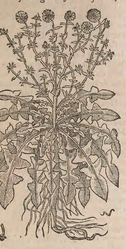 An illustration from Histoire generale des plantes : contenant XVIII livres egalement de partis en deux tomes, 1653, leaf 481