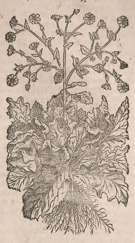 An illustration from Histoire generale des plantes : contenant XVIII livres egalement de partis en deux tomes, 1653, leaf 481