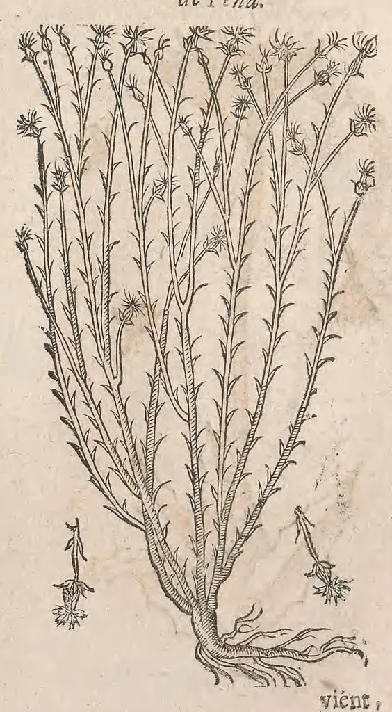 An illustration from Histoire generale des plantes : contenant XVIII livres egalement de partis en deux tomes, 1653, leaf 491