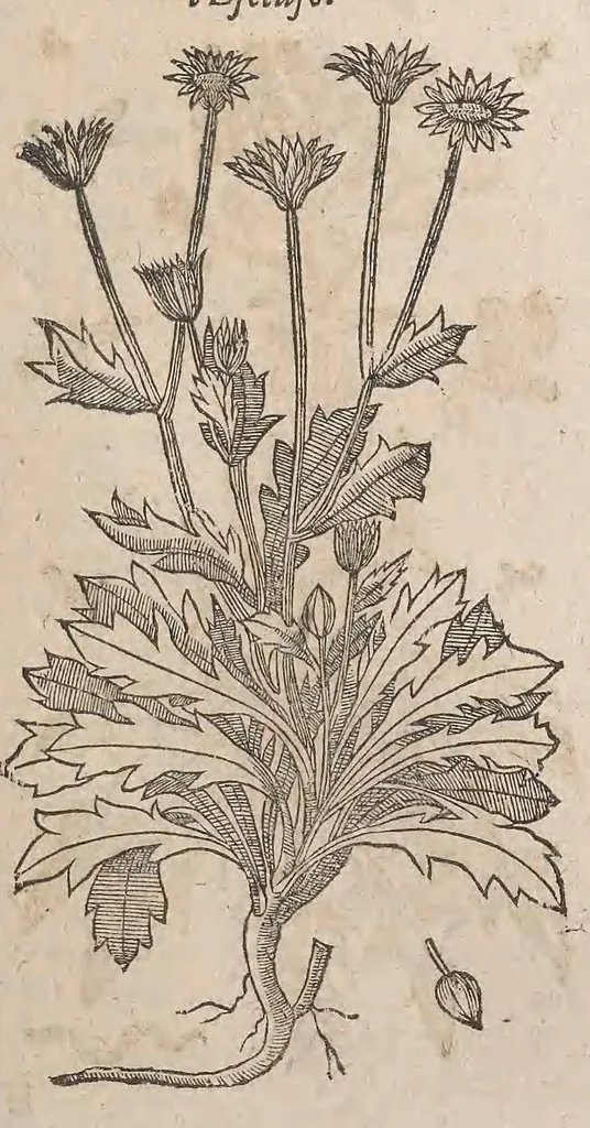 An illustration from Histoire generale des plantes : contenant XVIII livres egalement de partis en deux tomes, 1653, leaf 491