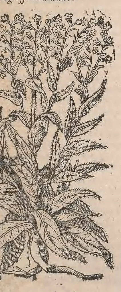 An illustration from Histoire generale des plantes : contenant XVIII livres egalement de partis en deux tomes, 1653, leaf 501