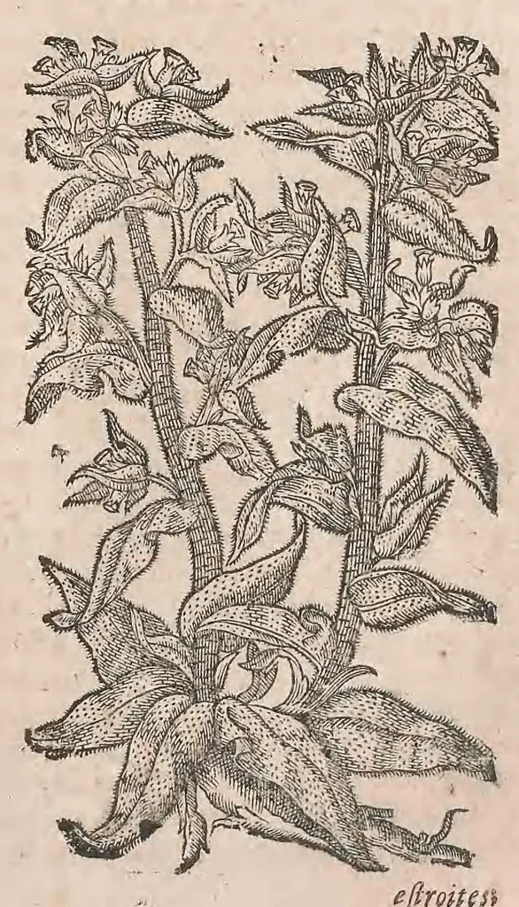 An illustration from Histoire generale des plantes : contenant XVIII livres egalement de partis en deux tomes, 1653, leaf 501