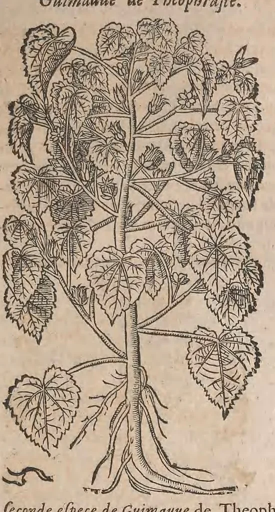 An illustration from Histoire generale des plantes : contenant XVIII livres egalement de partis en deux tomes, 1653, leaf 513