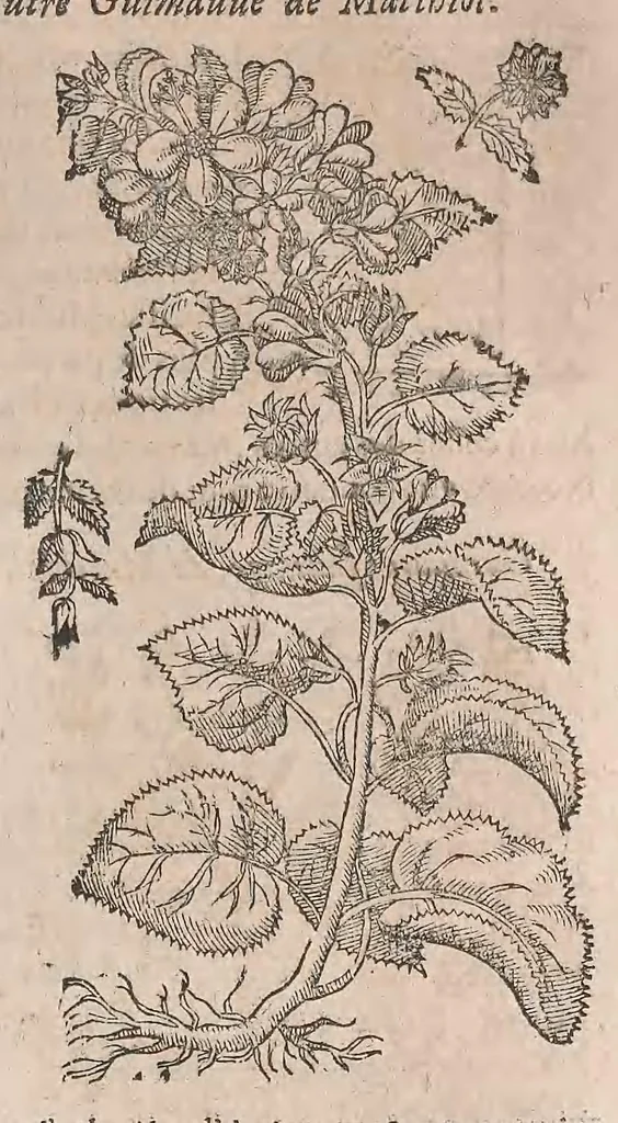 An illustration from Histoire generale des plantes : contenant XVIII livres egalement de partis en deux tomes, 1653, leaf 513