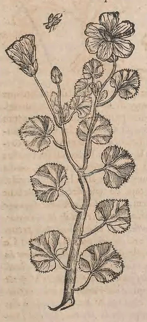 An illustration from Histoire generale des plantes : contenant XVIII livres egalement de partis en deux tomes, 1653, leaf 513